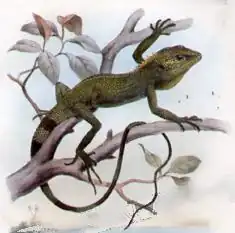 Description de l'image Japalura_polygonata.jpg.