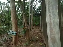 Tronc de V. doniana au jardin botanique et zoologique de l'université d'Abomey-Calavi (Bénin)