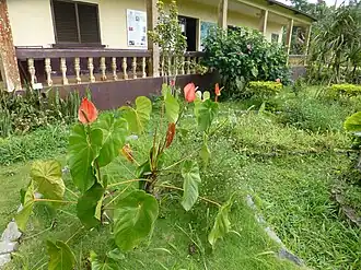 Image illustrative de l’article Jardin botanique de Bom Sucesso