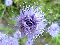 Jasione vivace au col du Wormspel.