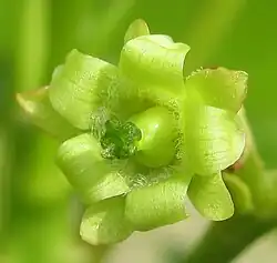 Fleur femelle, pilosité interne.