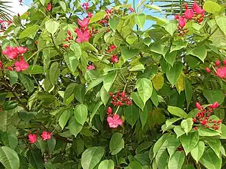 Description de l'image Jatropha integerrima 4.jpg.