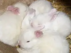 Satin ivoire aux yeux bleus.