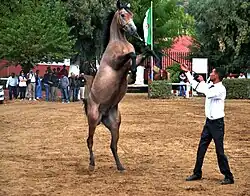 Dressage.