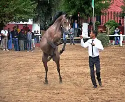 Jeune cheval se cabrant pendant qu'un homme le tient en longe.