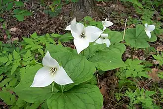 Trillium simile