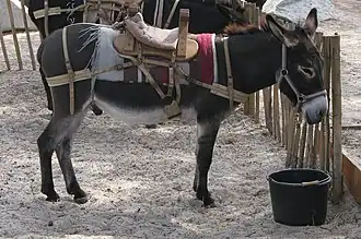 Âne corse dans la pinède de Calvi.