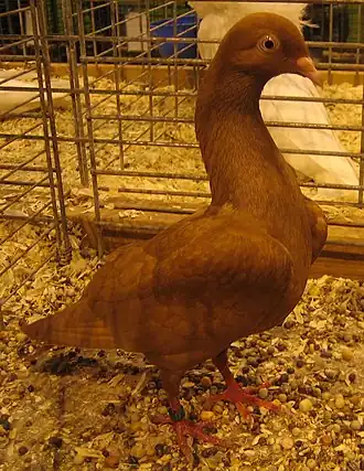 Un Roubaisien au Salon de l'agriculture (2008).