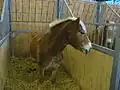 Un haflinger.