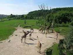 Enclos des girafes.