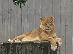 Une lionne de l'Atlas au zoo de Madrid.