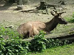 Wapiti.