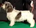 Petit basset griffon vendéen