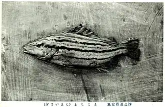 Rhynchopelates oxyrhynchus.