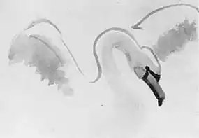 étude de cygne, en paix