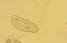 Paramécie (Paramecium sp.).