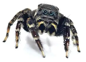 Description de l'image Jotus karllagerfeldi A.jpg.