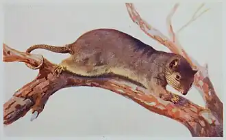 Description de l'image Journal of the Royal Society of Western Australia Vol 4 Pl 1.jpg.