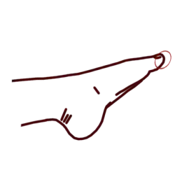 Tsumasaki, pointe du pied.