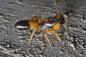 Description de l'image Judalana lutea 139947678.jpg.