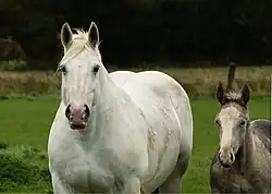 Vue de face d'un cheval blanc et d'un poulain