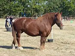 Photographie d'un cheval roux à l'arrêt vu de profil.