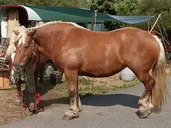 Alezan crins lavés (pas de poils noirs, crinière et queue claires)