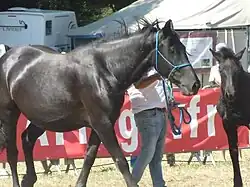 Jument suitée, Bouan 2023