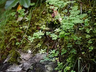 Description de l'image Juncus thomsonii (7845624436).jpg.