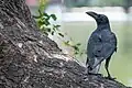Corbeau à gros bec ou corbeau de jungle