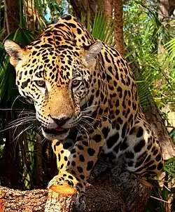 Encore bien présent dans le Chaco du nord, le Jaguar ou Panthera onca subsiste à l'ouest Chaco austral