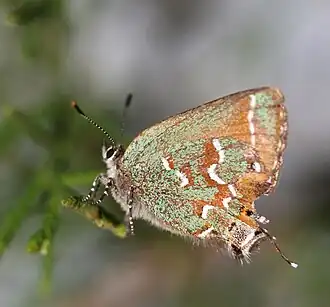 Description de l'image Juniper Hairstreak, Megan McCarty105.jpg.
