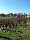 Rangs de vigne parallèles à la pente devant le château des Tourelles.