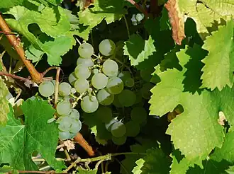 La photographie couleur montre une grappe de raisin blanc en gros plan blottie entre les feuilles. L'aspect presque translucide des baies et le petites taches dorées laissent entrevoir que la maturité est proche.