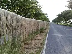 Fibre de jute en train de sécher, après rouissage, le long d'une route.