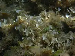 Juvénile de Girelle-paon