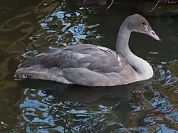 Un jeune cygne à cou blanc