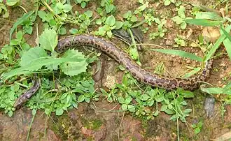 Description de l'image Juvenile Whitaker's Boa in Pilerne, Goa (1).JPG.