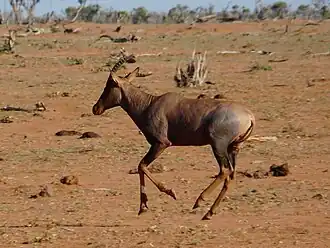 Un topi au Kenya en novembre 2013.
