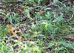 Mélampyre des prés