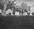 BétailCattlec. 1930