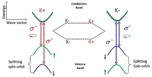 Représentation de l'écart d'énergie spin-orbite et des règles de sélection optiques dans un TMD monocouche.