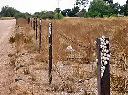 Theba pisana est l'escargot que l'on voit agglutiné en grande quantité sur les tiges herbacées sèches du Midi de la France.
