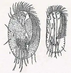 Euplotes harpa (Euplotidae).