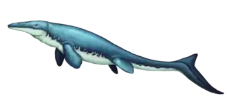 Reconstitution d'un reptile marin bleuâtre sur fond blanc.