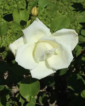 Image illustrative de l’article Kaiserin Auguste Viktoria