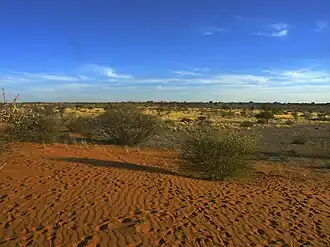 Image illustrative de l’article Désert du Kalahari