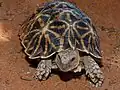 Tortue ocellée (Parc transfrontalier de Kgalagadi, Afrique du sud).