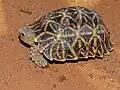 Tortue ocellée (Parc transfrontalier de Kgalagadi, Afrique du sud).