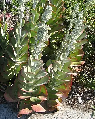 Description de l'image Kalanchoe thrysiflora.jpg.